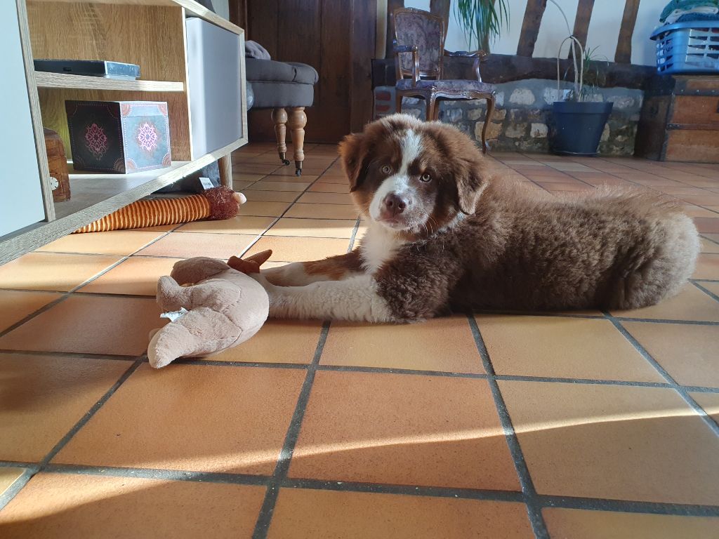 chiot Berger Australien Du Domaine Normand